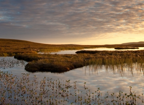 Pool on bog peatland at dawn in the Flow Country in Scotland