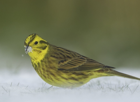 Yellowhammer (Emberiza citrinella) male feeding on ground in snow, Scotland, UK - Mark Hamblin/2020VISION