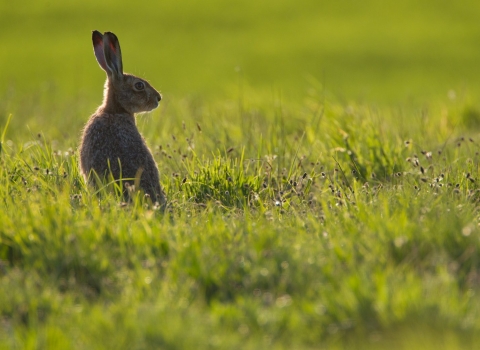 Hare looking right in a green field