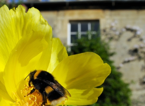 Queen White-tailed bumblebee 