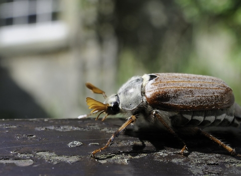 Common cockchafer