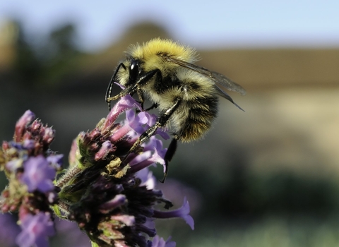 Common carder bumblebee on verbenum by Nick Upton/2020VISION