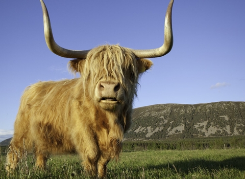 Highland cow grazing in woodland meadow - part of forest regeneration scheme, Glenfeshie, Scotland. - Peter Cairns/2020VISION