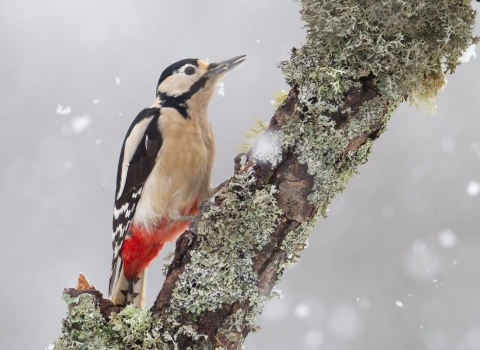 Great spotted woodpecker