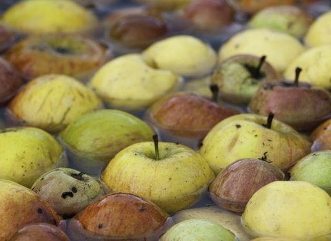 Apple Juicing at Old Sleningford Farm