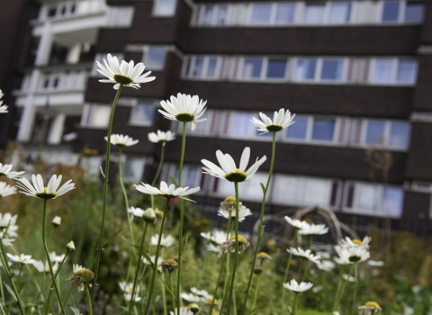 Community Gardening