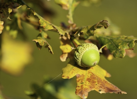 acorn