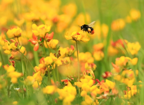 Red-tailed bumblebee on bird's foot trefoil