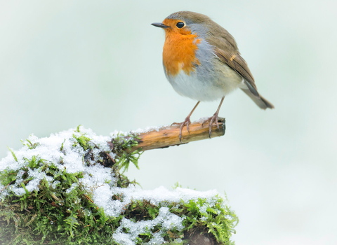 robin perched on a branch in the snow