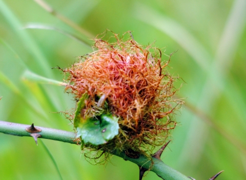 Pincushion gall - Amy Lewis