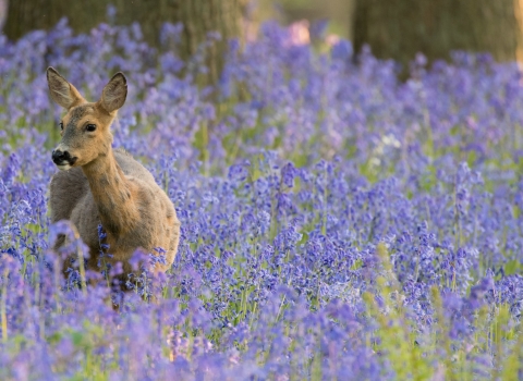 Bluebells Donald Sutherland