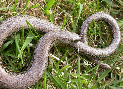 Slow worm