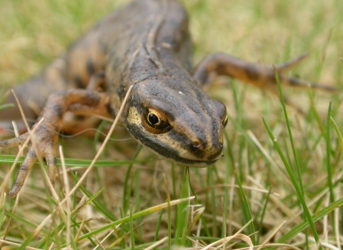 Smooth newt in the grass