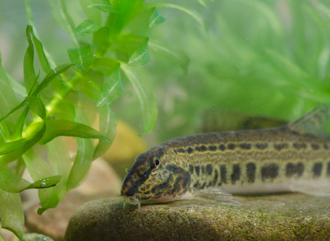 Spined loach