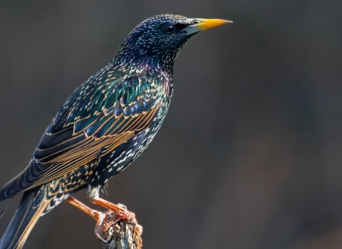 Starling on a spade handle