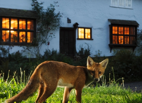 Red fox, UK