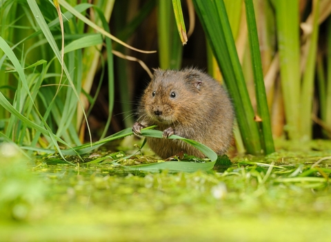 Water Vole