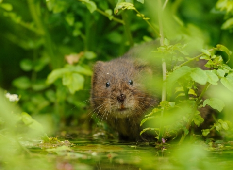 Water Vole looking at the camera