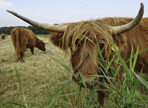 Highland cattle feeding on common reed (Phragmites sp) Strumpshaw Fen, Norfolk, UK - Terry Whittaker/2020VISION