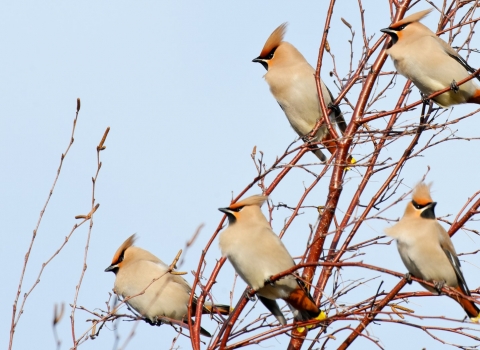 Waxwing (Bombycilla garrulus) feeding on Cotoneaster berries in supermarket car park