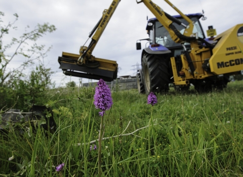 Pyramidal Orchid, (Anacamptis pyramidalis), on brownfield site being cleared for development