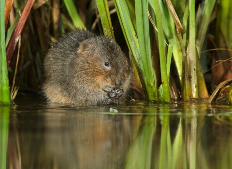 Water vole on the bank of a river