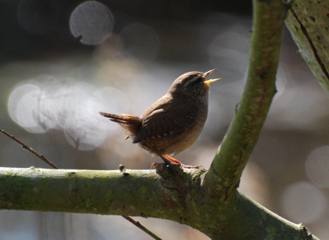 A wren perched on a branch singing