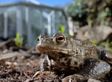Toad - Wildlife Gardening