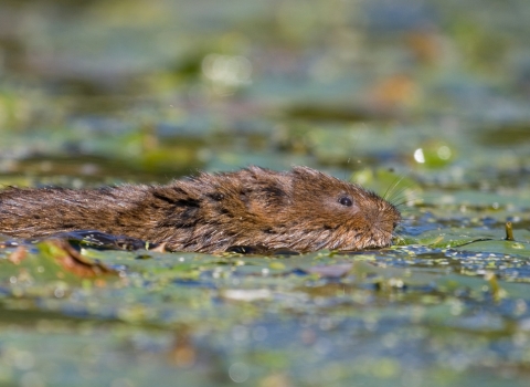 Water vole swimming