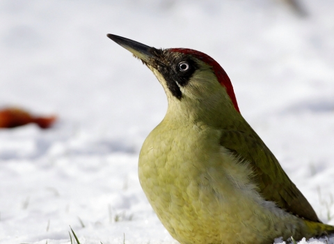 Green woodpecker