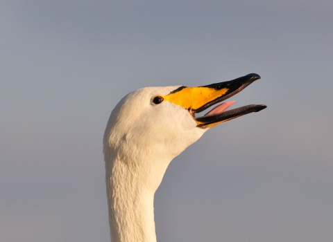 Whooper swan in afternoon light with its beak open