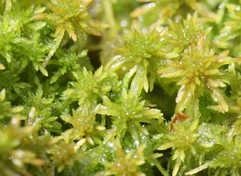 Sphagnum moss