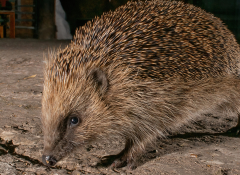A hedgehog walking in a concreted garden at night