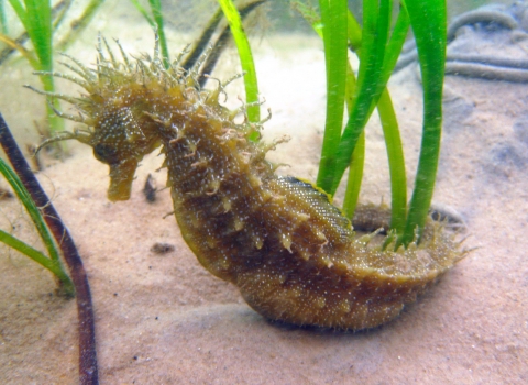 Spiny seahorse