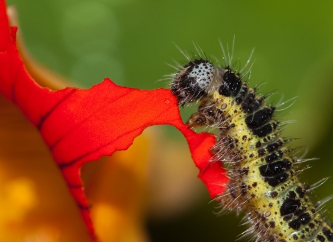 Caterpillar Wildlife Gardening