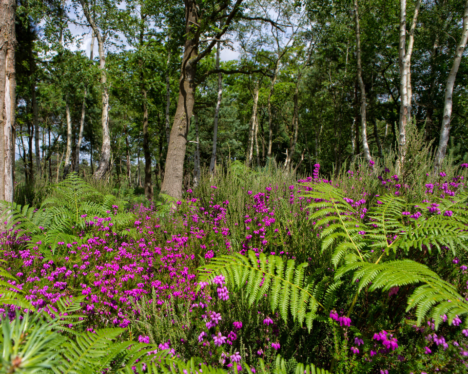 Bracken