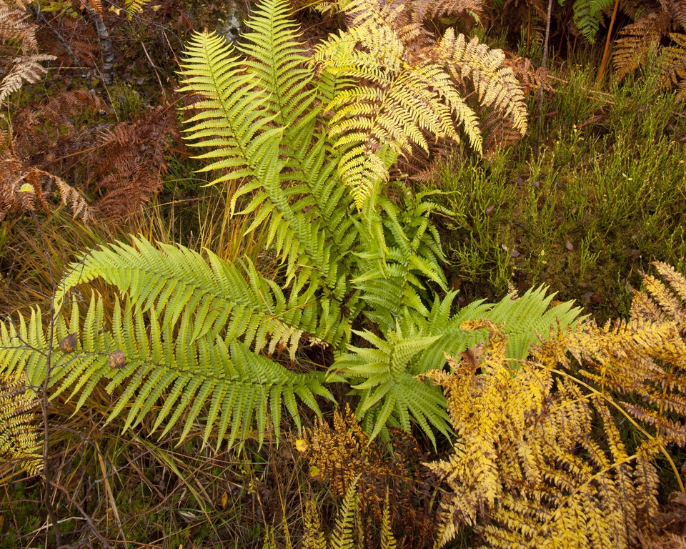 Male-fern
