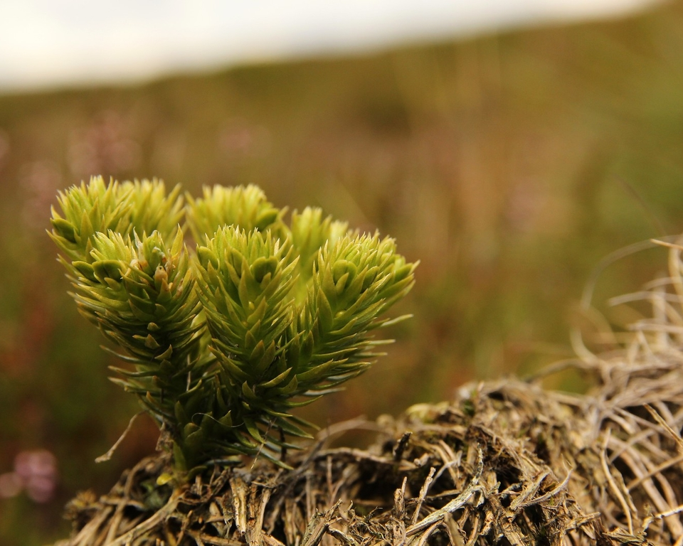 Fir clubmoss, Wildlife Trusts