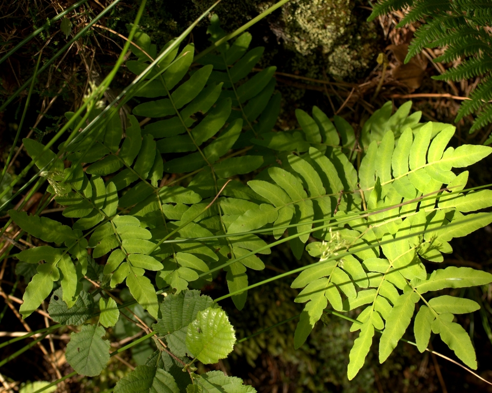 Fronds of royal fern in dappled shade